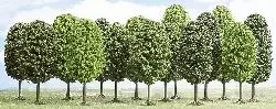 12 arbres à feuilles caduques, 7-12.5 cm