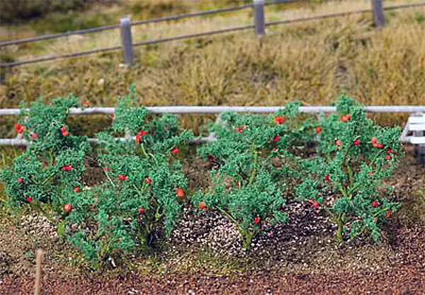 18 Plants de tomate, environ 15mm de hauteur