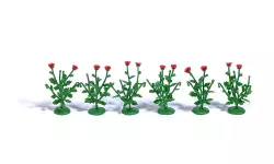 6 poppy plants with 2 flowers
