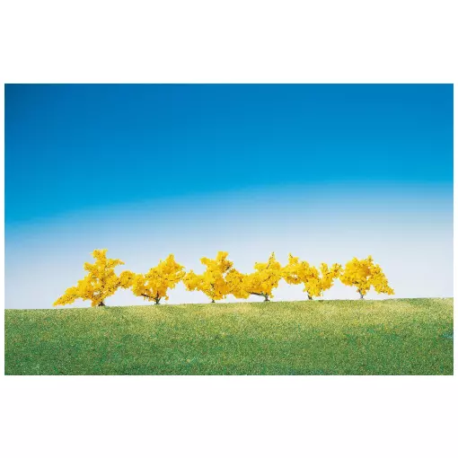 6 yellow-flowered forsythias