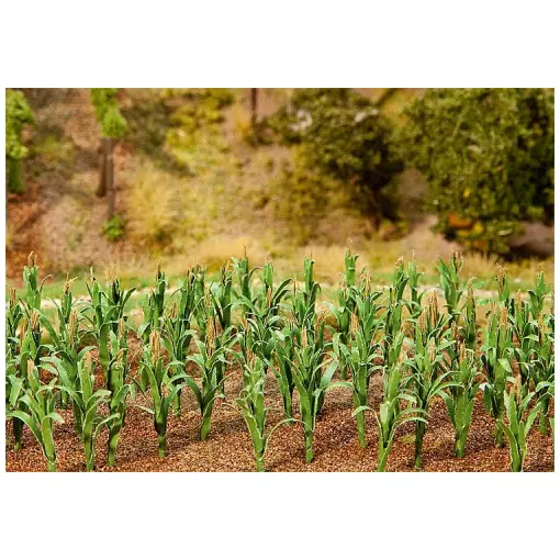 36 Corn plants
