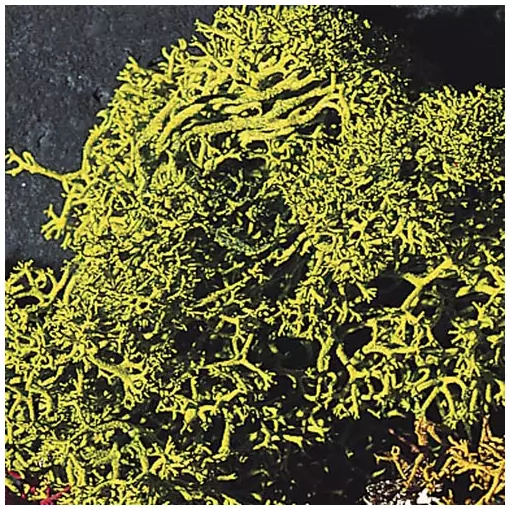 Lichens - Green - FALLER 170729 - HO 1/87