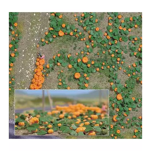 Field of 80 pumpkins of different sizes