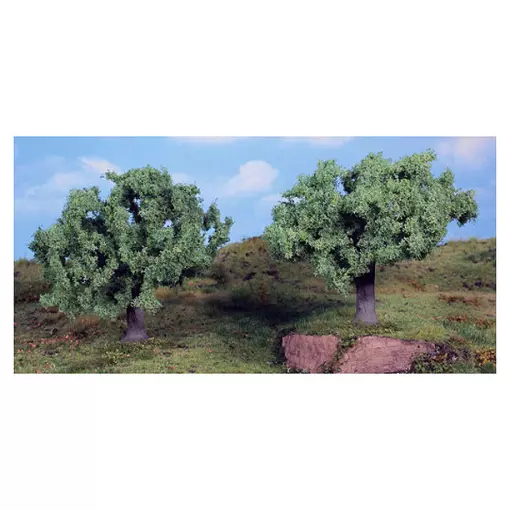 2 olive trees 11cm