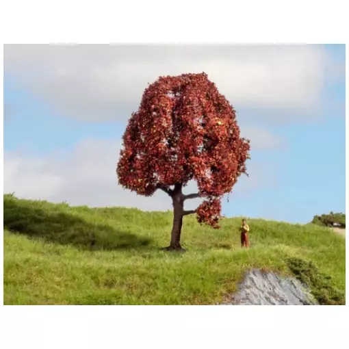 Arbre Hêtre pourpre - NOCH 20151