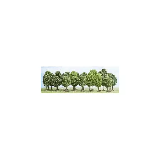 25 deciduous trees, 5.5 cm