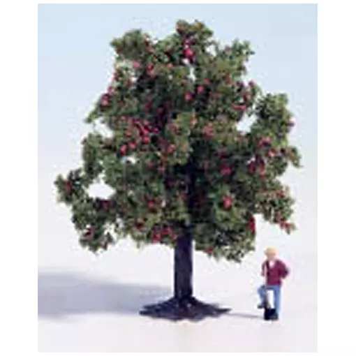 8 cm apple tree