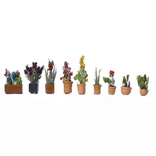 Ornamental flowers in pots
