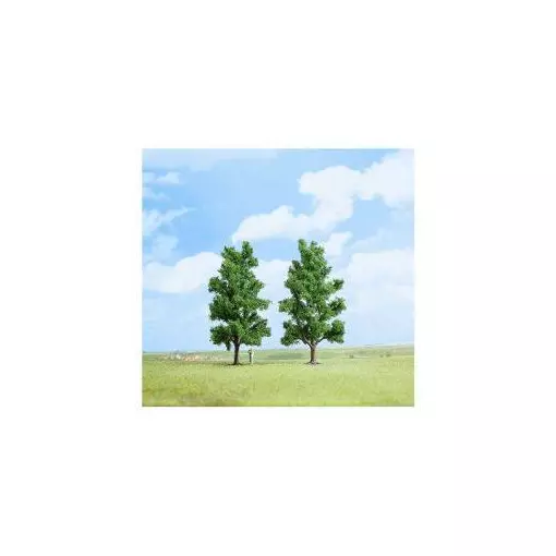 2 beuk 15 cm