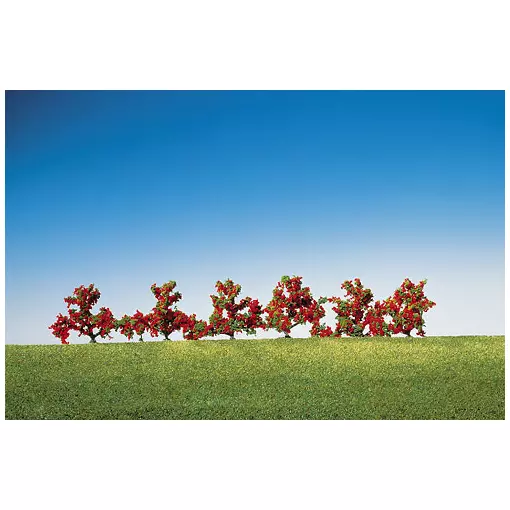 6 bushes with red flowers