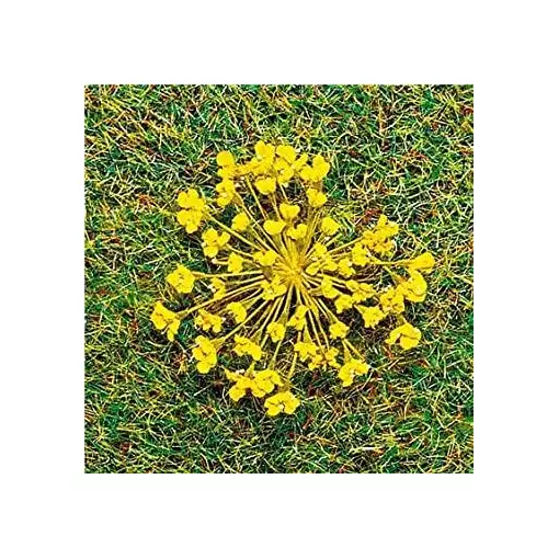 Yellow natural flowers