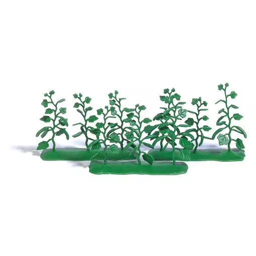 Cucumber plants