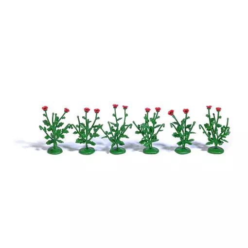 6 poppy plants with 2 flowers