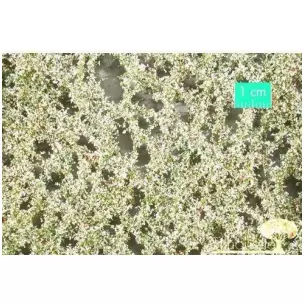Apple tree leaves with apples, spring - 15 x 4 cm