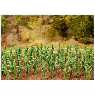 36 Plantes de maîs