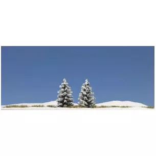 Snowy trees