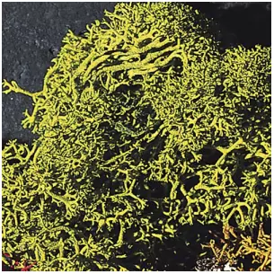 Lichens, vert