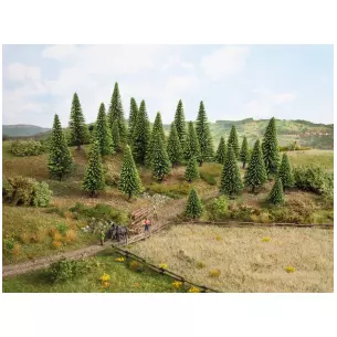 Batch of 10 trees from 16 to 19 cm