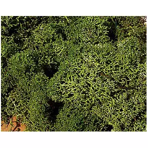 Mousse vert moyen 75 grammes