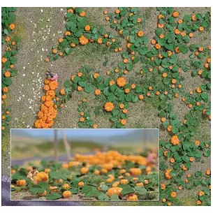 Field of 80 pumpkins of different sizes