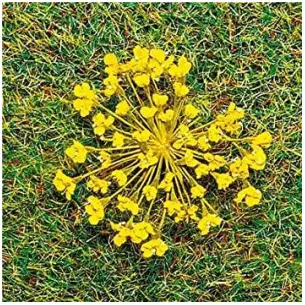Fleurs naturelles jaunes