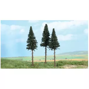 3 Fir trees of 17 cm