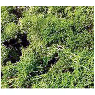 Mousse couleur vert clair 30 grammes 