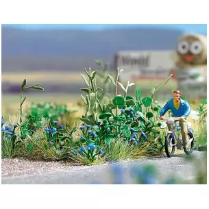 Blueberries