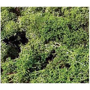 Mousse vert clair 75 grammes