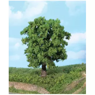 Chestnut tree 18 cm high