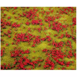 Red flowered meadow