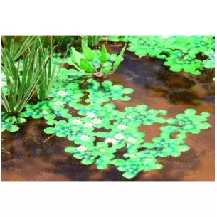 Water lilies, approx. 60 cm².