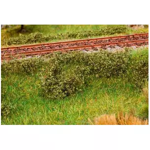 Dark green field foliage