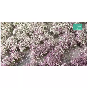 Clump of flowers early autumn- 15 x 8 cm