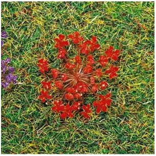 Natural red flowers