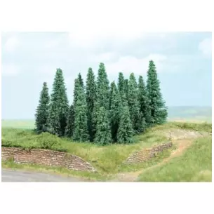 Set of 20 silver fir trees from 5 to 9 cm