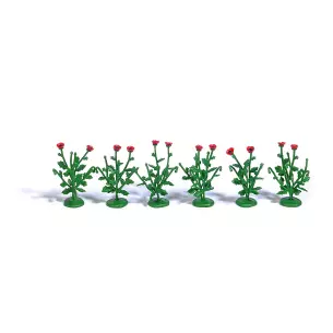 6 poppy plants with 2 flowers