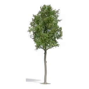 Arbre Tilleul d'Ecosse Busch 3797 - HO 1/87 - 170 mm