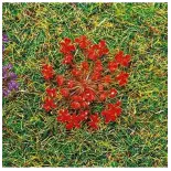 Natural red flowers