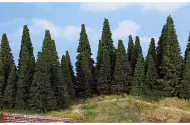 Fir trees