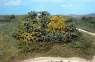 Bushes, plants and gardens