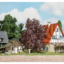 Hêtre de saison printanière muni de feuilles rouges / violets Busch 3725 - HO 1/87 - 2