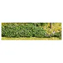 Flocage myrtilles forestières Busch 7348 - HO - 150 x 80 mm - 4