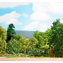 Arbre de saison estivale muni de feuilles vertes claires Busch 3586 - HO 1/87 - O 1/43 - 2