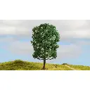 Châtaigner - Noch 20105 - Toutes Echelles  - 2