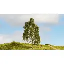 Bouleau argenté - Noch 20120 - HO 1/87 - 2