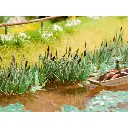 Roseau - Noch 14608 - N 1/160  - 2