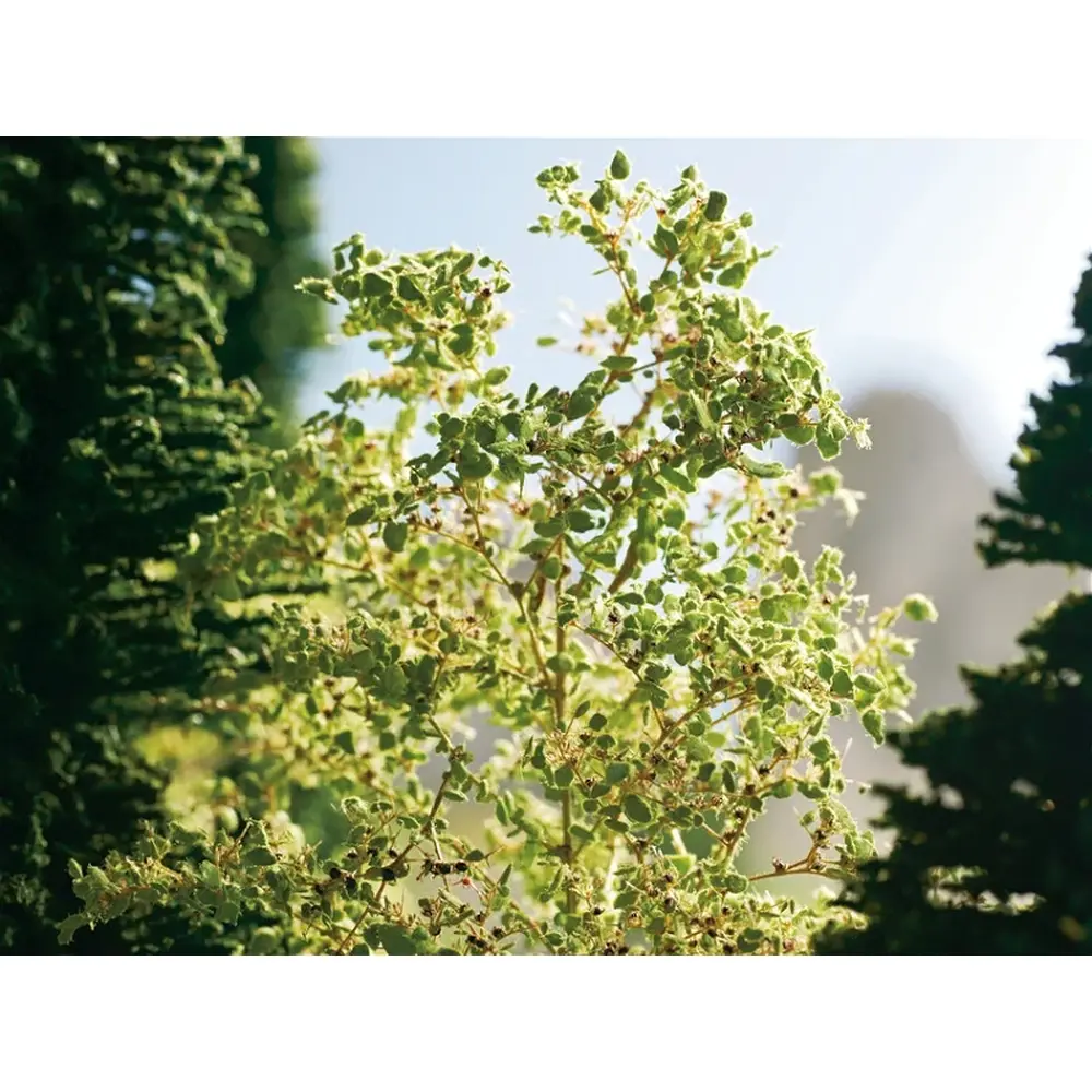 Feuilles vert moyen - Noch 07144 - Toutes échelles - 50 g - 3