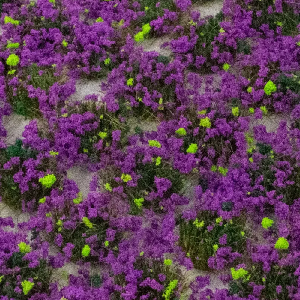 Lot de 100 touffes d'herbe - WWScenics SGTHET04 - HO 1/87 - 2