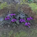 Lot de 100 touffes d'herbe - WWScenics SGTHET04 - HO 1/87 - 3